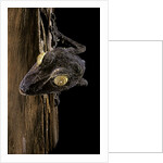 Uroplatus fimbriatus (giant leaf-tailed gecko) by Anonymous