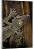 Uroplatus fimbriatus (giant leaf-tailed gecko) by Anonymous