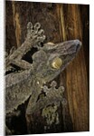 Uroplatus fimbriatus (giant leaf-tailed gecko) by Anonymous