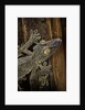 Uroplatus fimbriatus (giant leaf-tailed gecko) by Anonymous