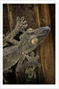Uroplatus fimbriatus (giant leaf-tailed gecko) by Anonymous