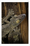 Uroplatus fimbriatus (giant leaf-tailed gecko) by Anonymous