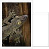 Uroplatus fimbriatus (giant leaf-tailed gecko) by Anonymous