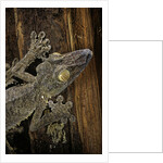Uroplatus fimbriatus (giant leaf-tailed gecko) by Anonymous