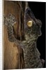 Uroplatus fimbriatus (giant leaf-tailed gecko) by Anonymous