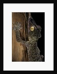 Uroplatus fimbriatus (giant leaf-tailed gecko) by Anonymous