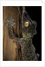 Uroplatus fimbriatus (giant leaf-tailed gecko) by Anonymous