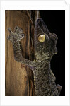 Uroplatus fimbriatus (giant leaf-tailed gecko) by Anonymous
