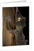 Uroplatus fimbriatus (giant leaf-tailed gecko) by Anonymous