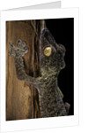 Uroplatus fimbriatus (giant leaf-tailed gecko) by Anonymous