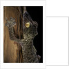 Uroplatus fimbriatus (giant leaf-tailed gecko) by Anonymous