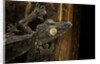 Uroplatus fimbriatus (giant leaf-tailed gecko) by Anonymous