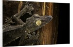 Uroplatus fimbriatus (giant leaf-tailed gecko) by Anonymous