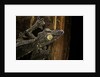 Uroplatus fimbriatus (giant leaf-tailed gecko) by Anonymous