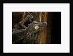 Uroplatus fimbriatus (giant leaf-tailed gecko) by Anonymous