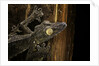 Uroplatus fimbriatus (giant leaf-tailed gecko) by Anonymous