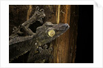 Uroplatus fimbriatus (giant leaf-tailed gecko) by Anonymous