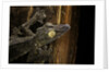 Uroplatus fimbriatus (giant leaf-tailed gecko) by Anonymous
