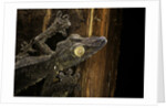 Uroplatus fimbriatus (giant leaf-tailed gecko) by Anonymous