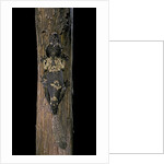 Uroplatus henkeli (flat-tailed gecko) by Anonymous