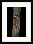 Uroplatus henkeli (flat-tailed gecko) by Anonymous