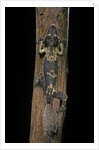 Uroplatus henkeli (flat-tailed gecko) by Anonymous