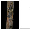 Uroplatus henkeli (flat-tailed gecko) by Anonymous