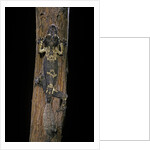 Uroplatus henkeli (flat-tailed gecko) by Anonymous