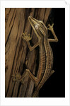 Uroplatus lineatus (lined flat-tailed gecko) by Anonymous