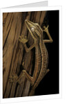 Uroplatus lineatus (lined flat-tailed gecko) by Anonymous