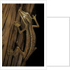 Uroplatus lineatus (lined flat-tailed gecko) by Anonymous
