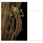 Uroplatus lineatus (lined flat-tailed gecko) by Anonymous
