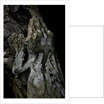 Uroplatus sikorae (mossy leaf-tailed gecko) by Anonymous