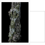 Uroplatus sikorae (mossy leaf-tailed gecko) by Anonymous