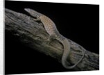 Varanus acanthurus (spiny-tailed monitor, ridgetail monitor) by Anonymous