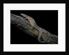 Varanus acanthurus (spiny-tailed monitor, ridgetail monitor) by Anonymous