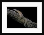 Varanus acanthurus (spiny-tailed monitor, ridgetail monitor) by Anonymous