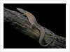 Varanus acanthurus (spiny-tailed monitor, ridgetail monitor) by Anonymous