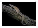 Varanus acanthurus (spiny-tailed monitor, ridgetail monitor) by Anonymous