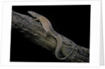 Varanus acanthurus (spiny-tailed monitor, ridgetail monitor) by Anonymous