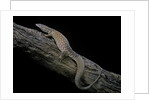 Varanus acanthurus (spiny-tailed monitor, ridgetail monitor) by Anonymous