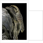 Varanus exanthematicus (savannah monitor) by Anonymous