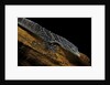 Varanus macraei (blue spotted tree monitor) by Anonymous
