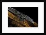 Varanus macraei (blue spotted tree monitor) by Anonymous