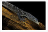 Varanus macraei (blue spotted tree monitor) by Anonymous