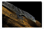 Varanus macraei (blue spotted tree monitor) by Anonymous