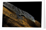 Varanus macraei (blue spotted tree monitor) by Anonymous