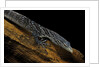 Varanus macraei (blue spotted tree monitor) by Anonymous