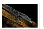 Varanus macraei (blue spotted tree monitor) by Anonymous