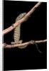 Varanus niloticus (Nile monitor, water leguaan) by Anonymous